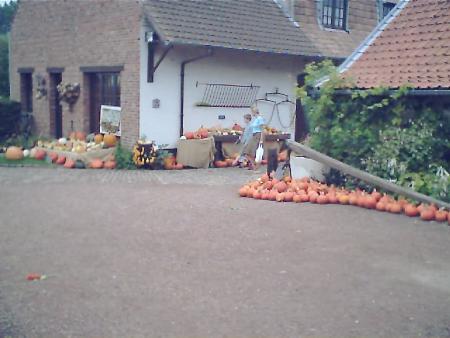les potirons